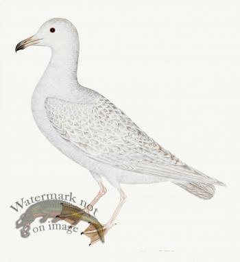 Rudbeck 025 WHITE GULL 22x24